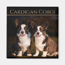 Cardigan Welsh Corgi