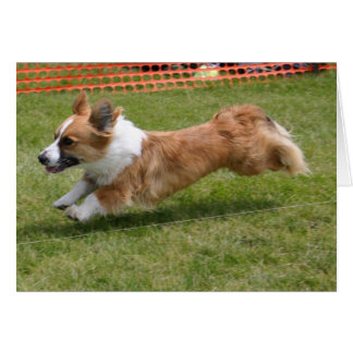 Cardigan Welsh Corgi volant