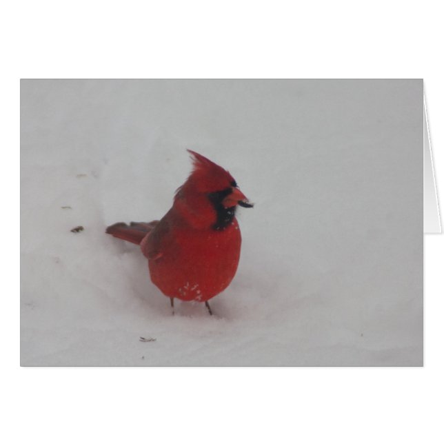 Cardinal (Devant Horizontal)