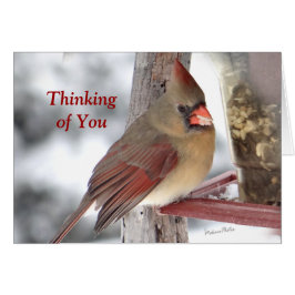 Cardinal 6649 TofY - personnaliser