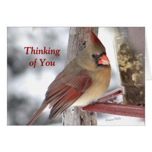 Cardinal 6649 TofY - personnaliser