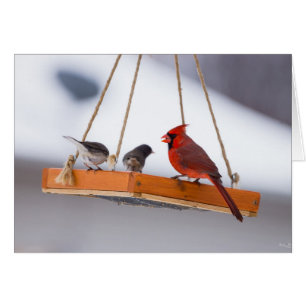 Cardinal and Juncos