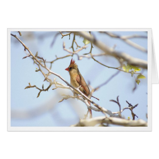 Cardinal Au printemps (Devant horizontal)