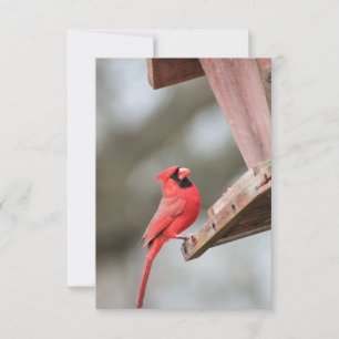 Cardinal chez le Carte pour notes Blank Feeder