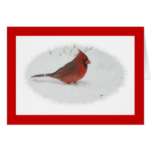 Cardinal dans la neige
