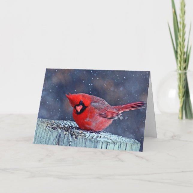 Cardinal dans les cartes de voeux de neige (Devant)