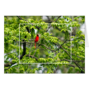 Cardinal dans un arbre à Criquet de miel