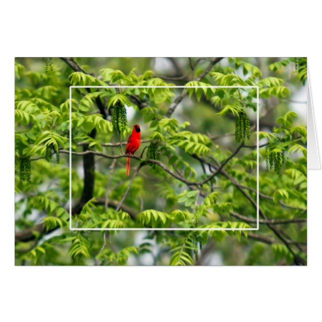 Cardinal dans un arbre à Criquet de miel (Devant horizontal)