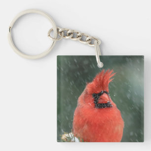 Cardinal dans un pin pendant une tempête de neige