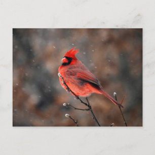 Cardinal dans une carte postale tempête de neige