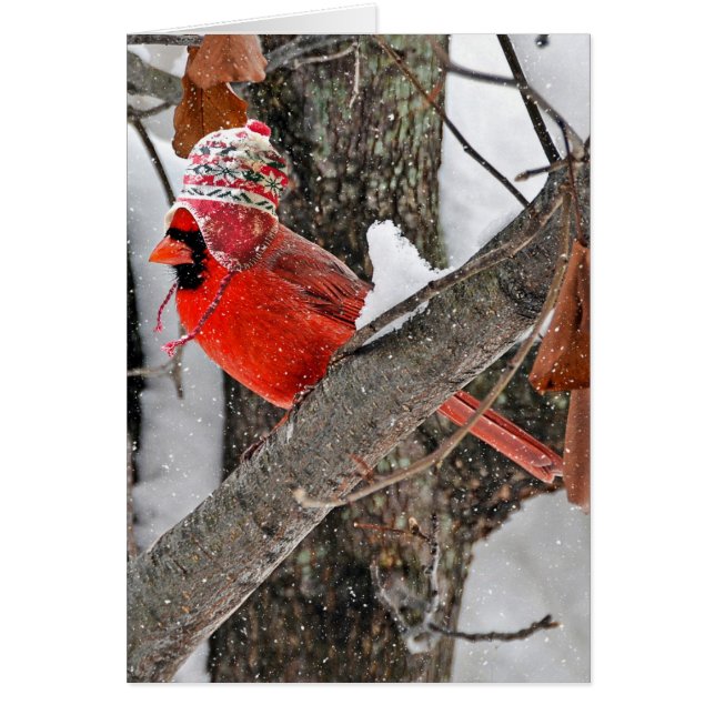 Cardinal de Noël avec un bonnet de tricot (Devant)