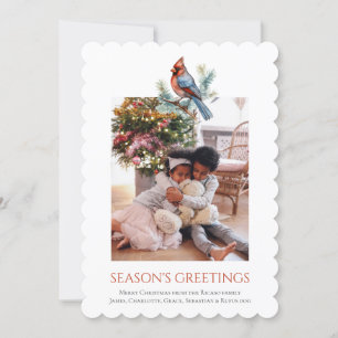 Cardinal de Noël Modèle photo d'oiseaux