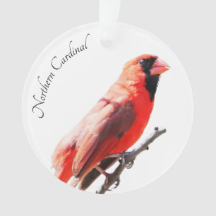 Cardinal du Nord