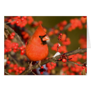 Cardinal du Nord dans Winterberry commun
