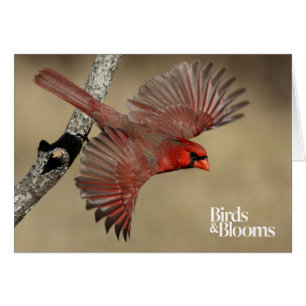 Cardinal du nord en vol