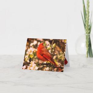 Cardinal en Merci des fleurs d'Apple
