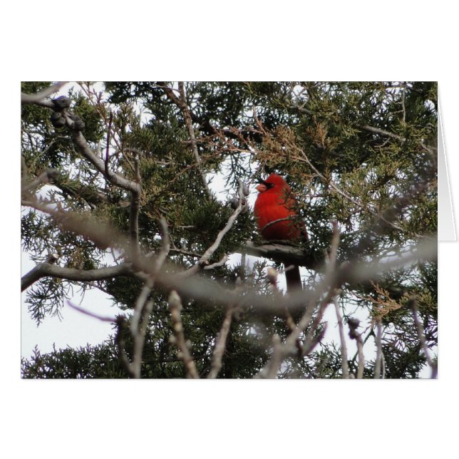 Cardinal et cèdre (Devant horizontal)