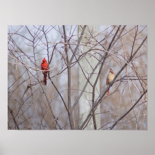 Cardinal family poster (Vorne)