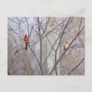 Cardinal family postkarte