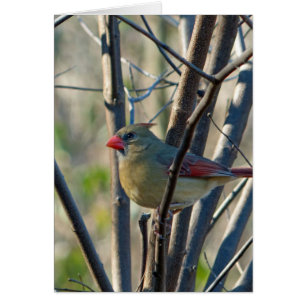 Cardinal féminin
