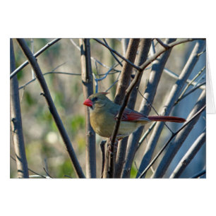 Cardinal féminin
