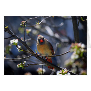 Cardinal féminin dans la carte fleurissante de
