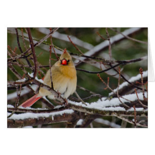 cardinal féminin dans l'arbre