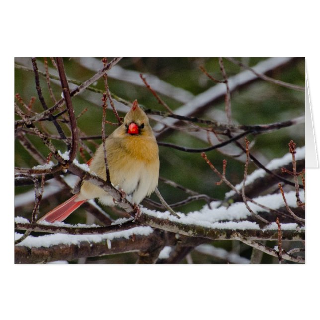 cardinal féminin dans l'arbre (Devant horizontal)
