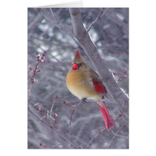 Cardinal féminin en neige