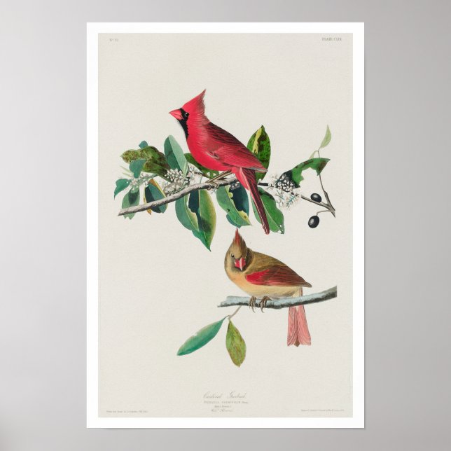 Cardinal Grosbeak par Audubon Poster (Devant)