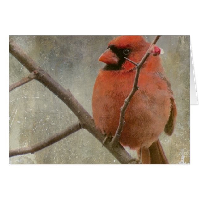 Cardinal Grunge (Devant horizontal)