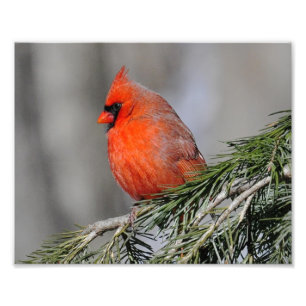 Cardinal Homme Bird - Imprimer la photo