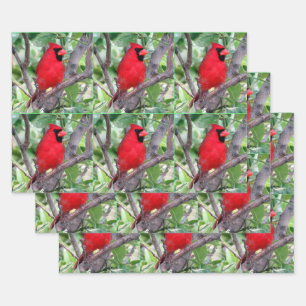 Cardinal mâle - Feuilles de papier enveloppant tou