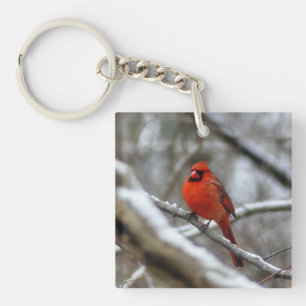 Cardinal masculin