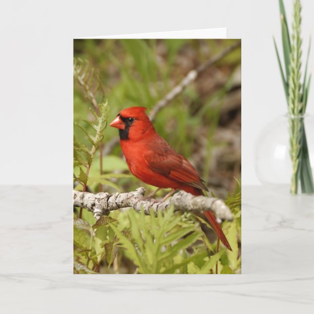 Cardinal Note Card Karte (Vorderseite)