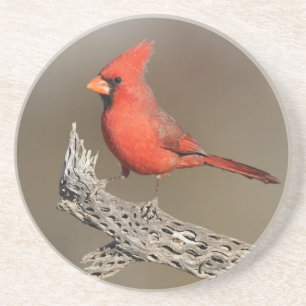 Cardinal on a cholla rib sandstein untersetzer