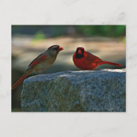 Cardinal Pair Old Lynchburg City Cemetery