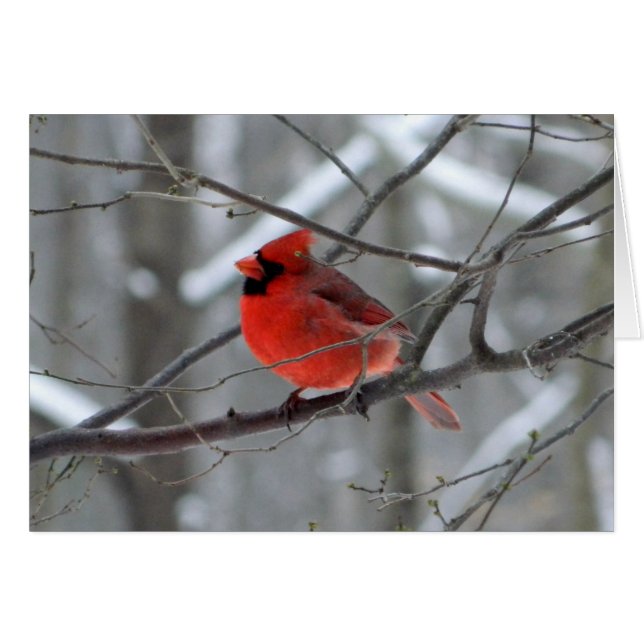 Cardinal rouge de WestCreek (blanc) (Devant horizontal)