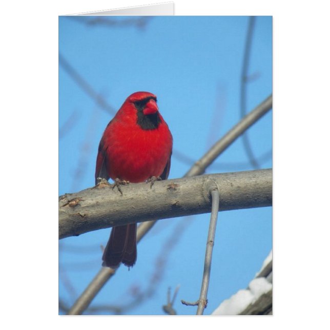 Cardinal Rouge/Oiseau (Devant)