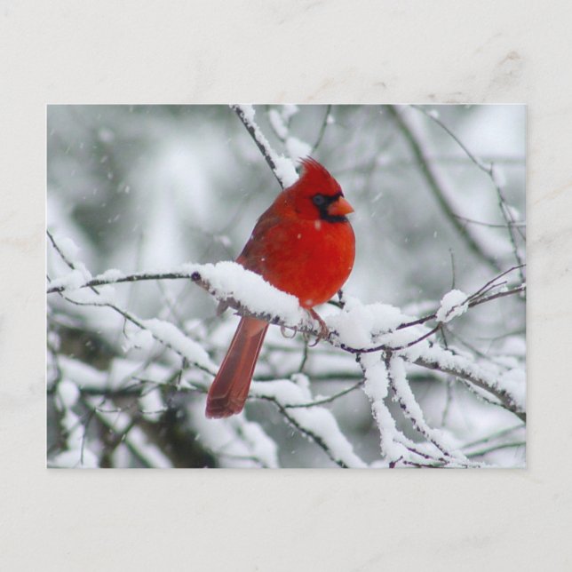Cardinal rouge sur la carte postale de neige (Devant)