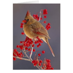 Cardinalis nordique femelle parmi les aubépines