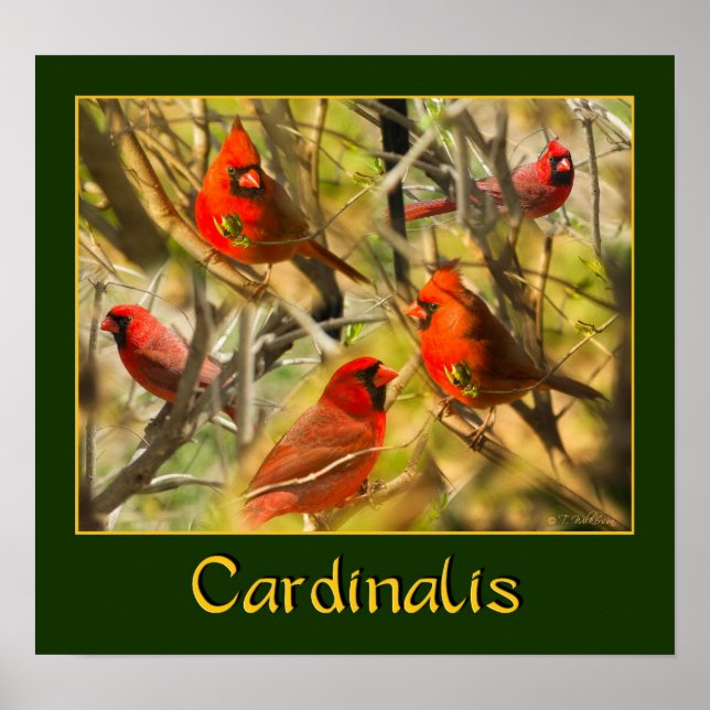 Cardinalis - POSTER - Collage des cardinaux (Devant)