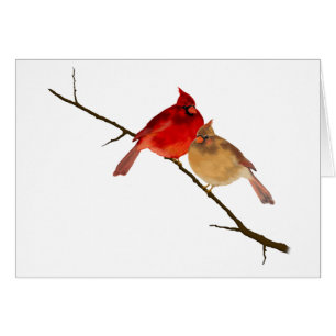 cardinaux sur une branche