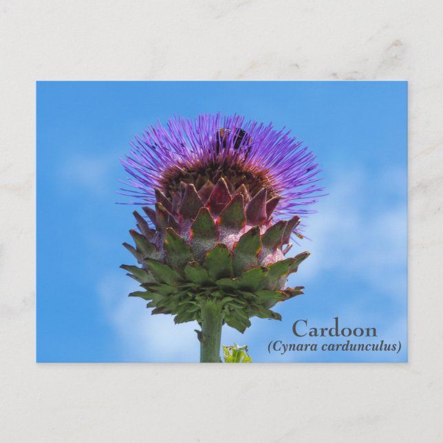 Cardoon Blume Postcard Postkarte (Vorderseite)