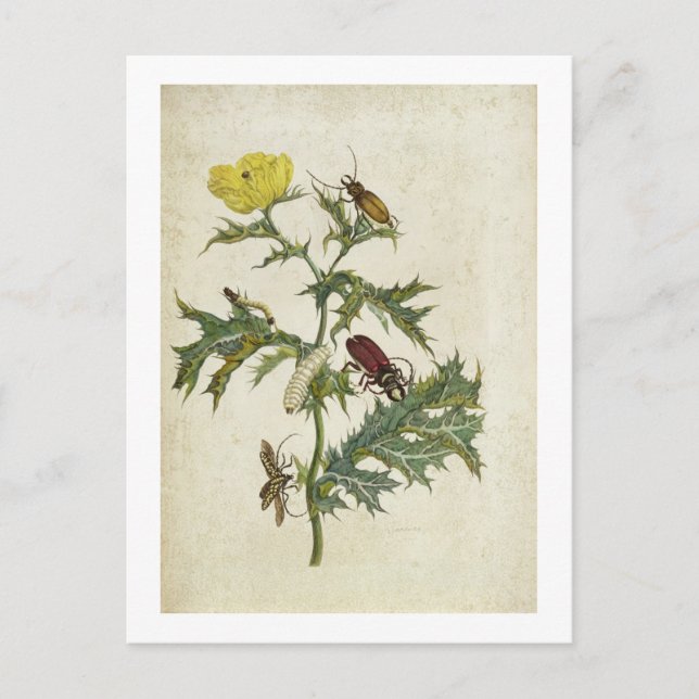 Cardos Spinosus: Beetles and Caterpillars, Plattfo Postkarte (Vorderseite)