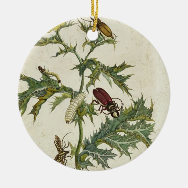 Cardos Spinosus: Käfer und Raupen, Platte 6 Keramikornament (Vorne)