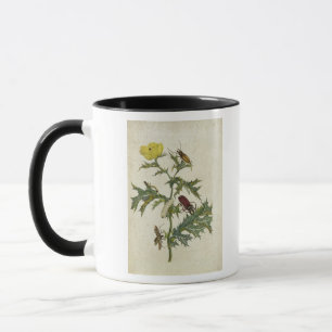 Cardos Spinosus: Käfer und Raupen, Platte 6 Tasse