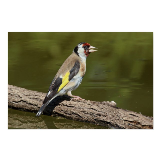 Carduelis carduelis poster (Vorderseite)