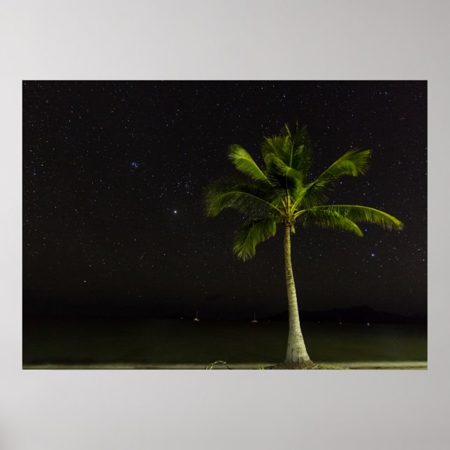 Cardwell Palm Poster (Vorne)