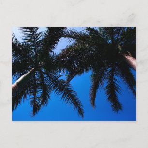 Caribbean Beach Palm Trees, Riviera Maya Tulum Postkarte